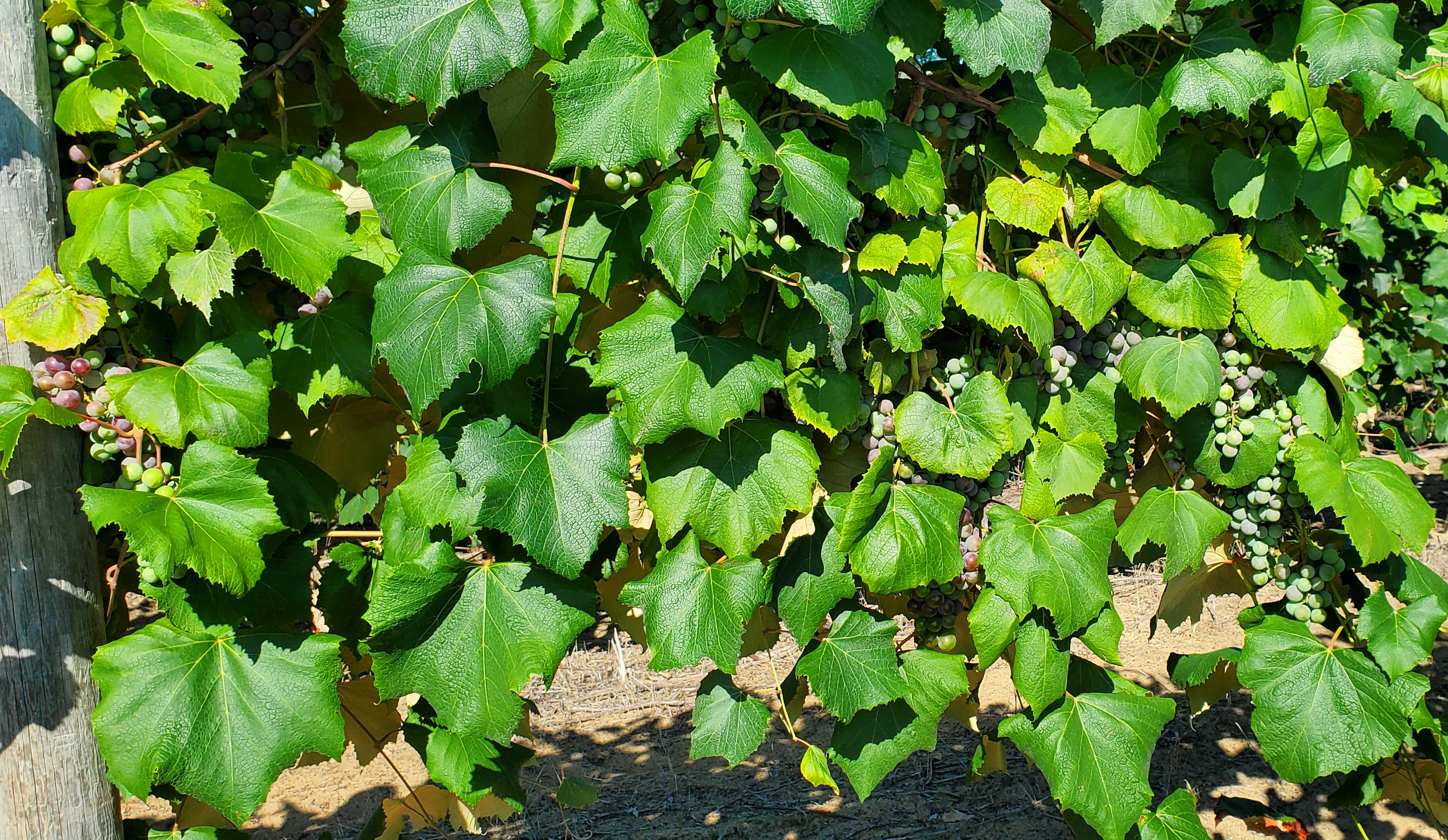 A grape vineyard.